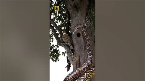 Image result for YouTube Leopard vs Python