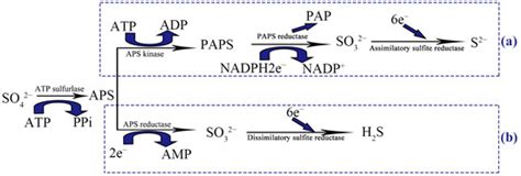 The Isolation of Anaerobic and Facultative Anaerobic Sulfate-Reducing ...