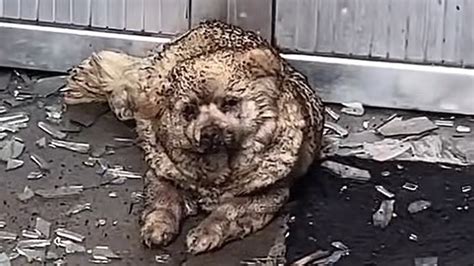 Exploding Puppy 的图像结果