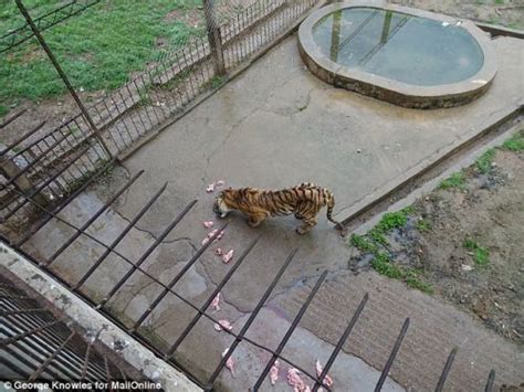 英媒：广西一动物园老虎被活活饿死制壮阳酒_外媒_热点事件_四月网