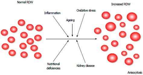 Red Blood Cell Distribution Width in Heart Failure: Pathophysiology ...