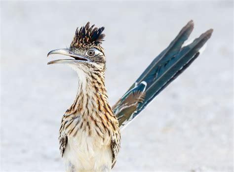 Is the Roadrunner a REAL bird? - Sigloxxi