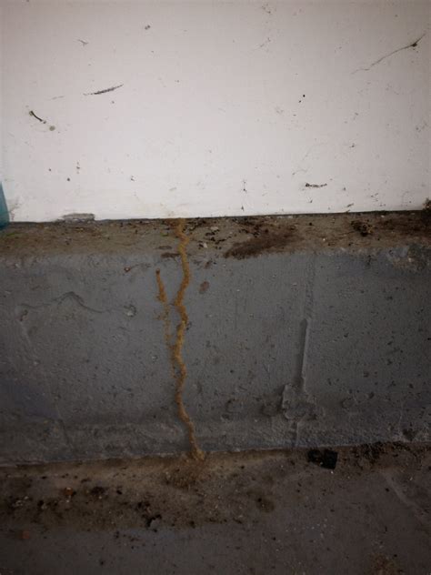 Termite Mud Tunnel: How to spot them