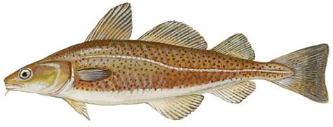 Image result for Atlantic Cod Fishing