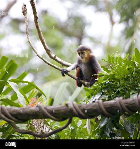 Baby red shanked douc langur hi-res stock photography and images - Alamy