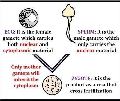 Describe cytoplasmic inheritance - Brainly.in