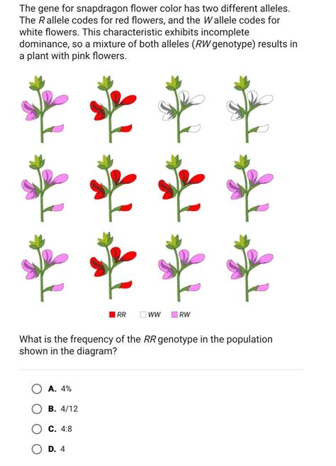 [ANSWERED] The gene for snapdragon flower color has two different - Kunduz
