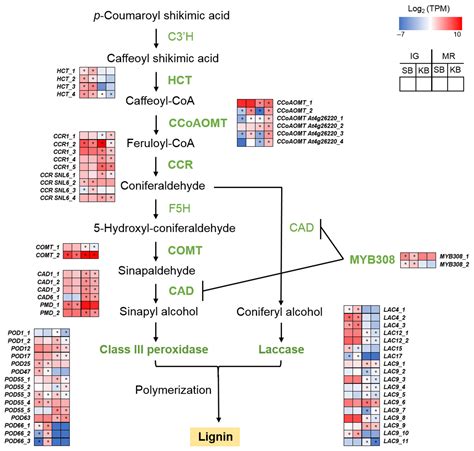 Transcriptome Analysis of the Fruit of Two Strawberry Cultivars ...