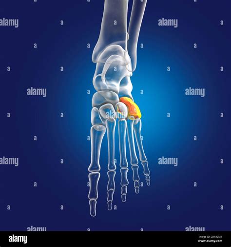 Cuboid bone of the foot, illustration Stock Photo - Alamy