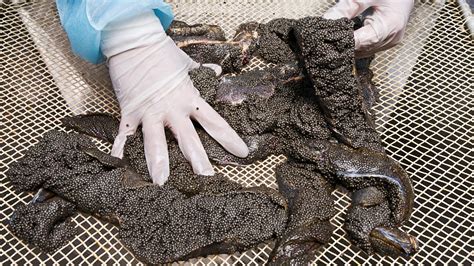 Sturgeon Caviar: What It Is & Why It's Sought After | SIAA