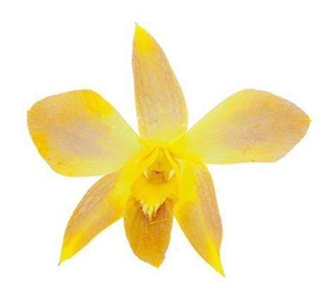 Dendrobium Deeply Yellow Live Orchid Plant : Amazon.in: Garden & Outdoors
