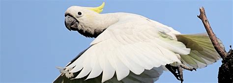 Critically endangered bird finds sanctuary in Hong Kong | BBC Earth