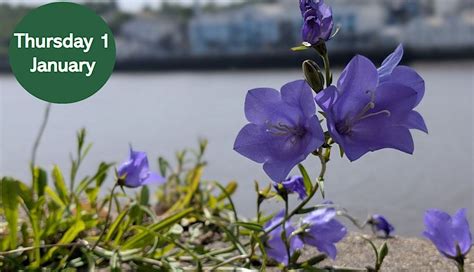 NHSN New Year Plant Hunt, The Goat, Newcastle upon Tyne, 1 January 2026 ...