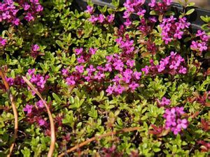 VibeX ® VLR-188 Creeping Thyme Seeds(Thymus serpyllum) Seed Price in ...