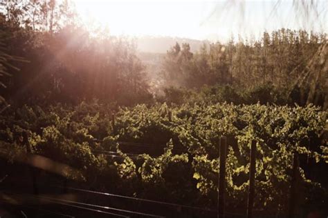 Backsberg Picnic Concerts