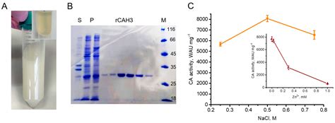 Highly Active Carbonic Anhydrase of the Thylakoid Lumen of ...