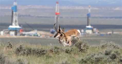 Oil, Gas and Mineral Management | What We Do | U.S. Fish & Wildlife Service