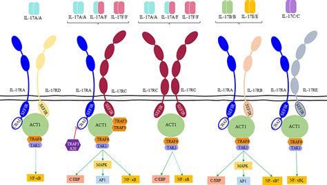Frontiers | The paradigm of IL-23-independent production of IL-17F and ...