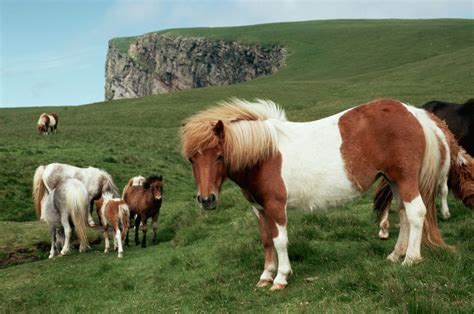 Shetland Pony Horse Breed Profile