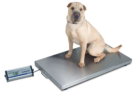 Veterinary Floor Scale, Portable & Digital, for Medium- to Large-Sized ...