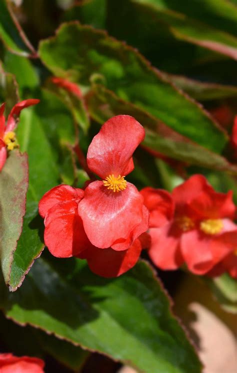 Dragon wing begonia 🐉 🌿 A fiery foliage and bloom spectacle
