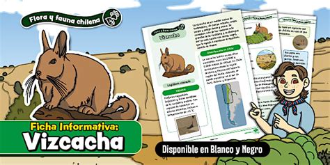 Ficha Informativa | Vizcacha | Fauna Chilena | Roedor
