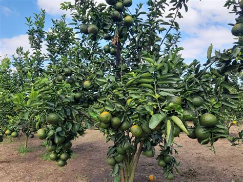 Dịch vụ vận chuyển Cam Sành đi Miền Bắc