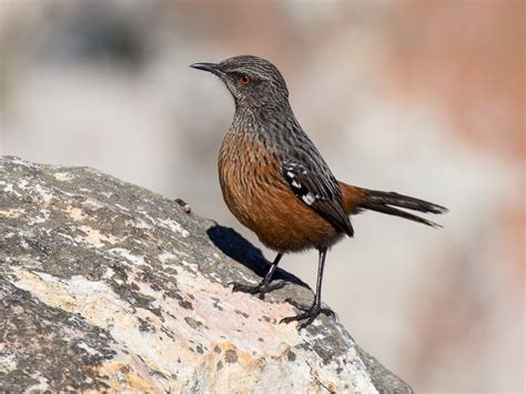 Cape Rockjumper - eBird