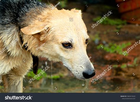 2 Cute Doberman Cross Alsatian Puppys Royalty-Free Photos and Stock ...