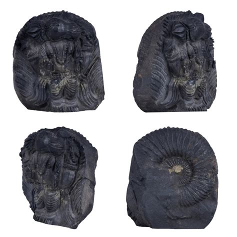 Shaligram Murti | Stone Idols | Shaligram Statue
