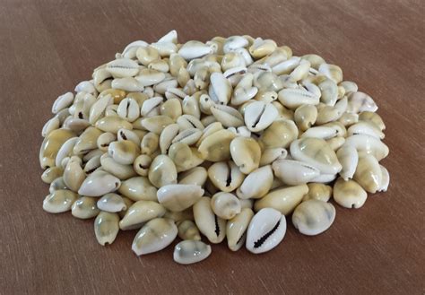 Image result for Small Shells