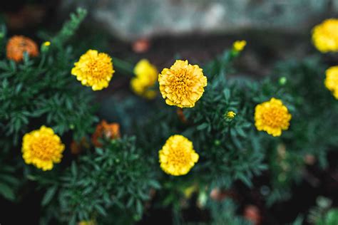 How to Grow and Care for Marigolds