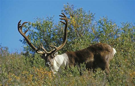 Surprising Facts About Antlers and the Animals That Grow Them - A-Z Animals