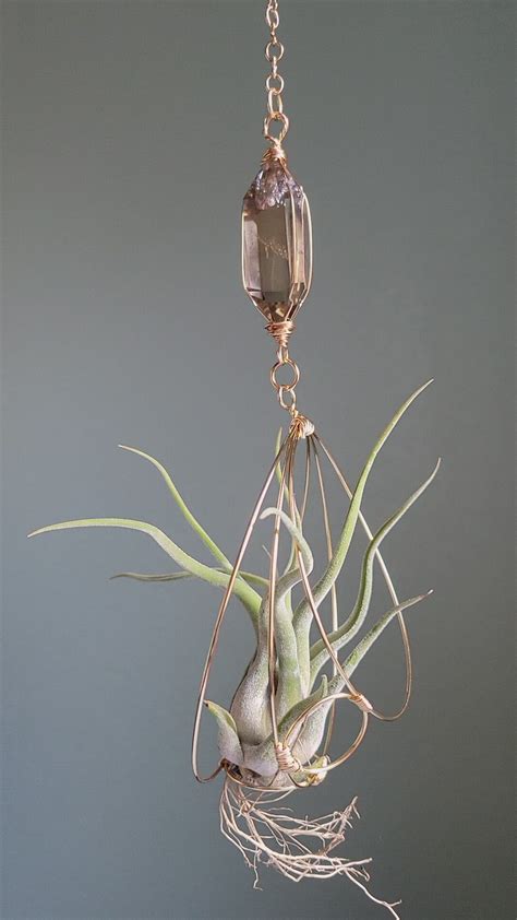 About Air Plants | Air plant garden, Air plants, Hanging air plants