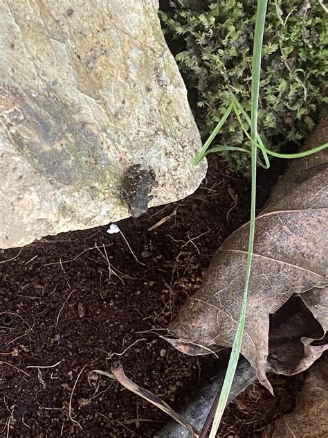 Toad Mario Sick 的图像结果