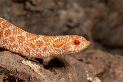 15 Adorable Hognose Snake Facts That'll Have You Obsessed