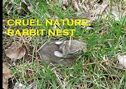 Image result for Winter Rabbit Nest