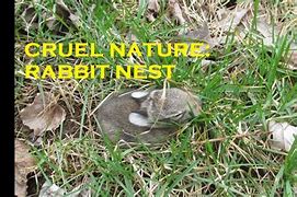 Image result for Found Rabbit Nest