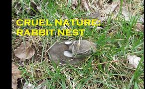 Image result for Rabbit Building Nest