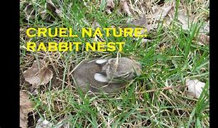Image result for Rabbit Nest Pet
