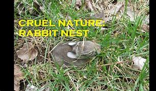 Image result for Bunny Nest Box
