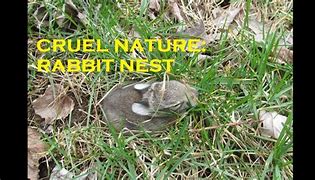 Image result for Bunny Nest Pic