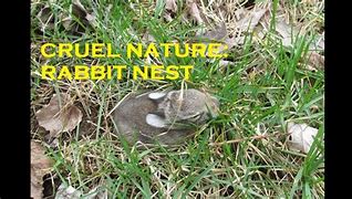 Image result for What to Put in a Bunny Nesting Box