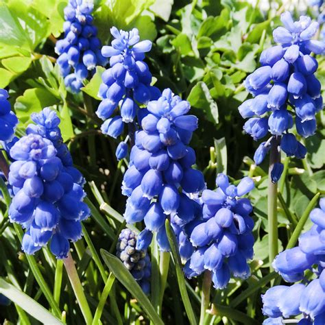 Muscari Armenicum Flower Bulbs - AllThatGrows | 5 bulbs pack