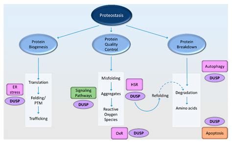 Critical Roles of Dual-Specificity Phosphatases in Neuronal ...