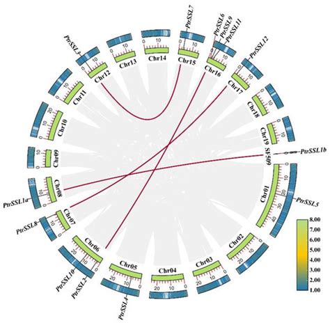 Genome-Wide Analysis of Strictosidine Synthase-like Gene Family ...