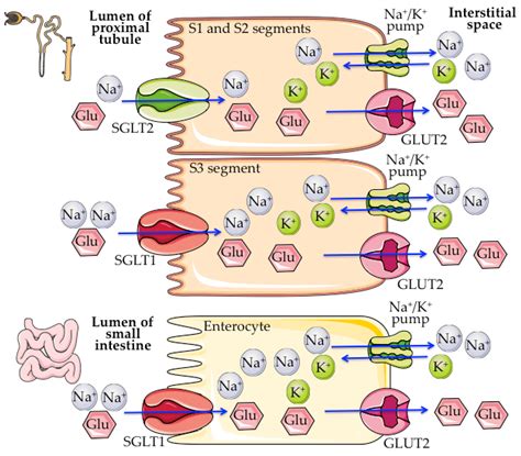 Sodium Glucose Transporter Sodium Glucose Transport Proteins
