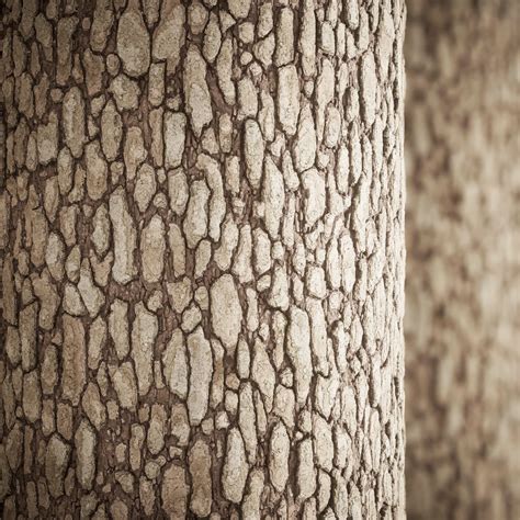 Image result for Oak Tree Rot Base of Trunk