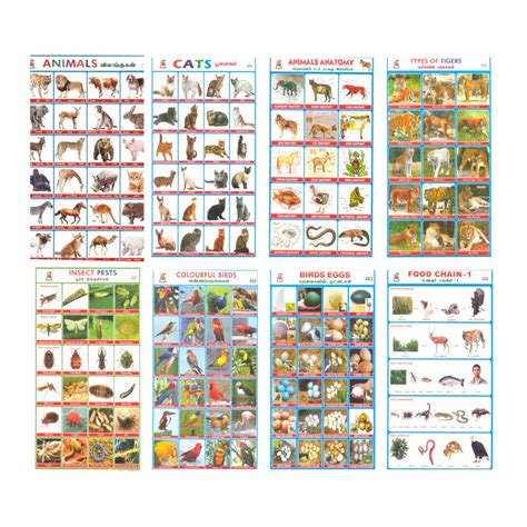 WHITETOWN Enterprises - Combo of Animals Sticker and Bird Sticker for ...