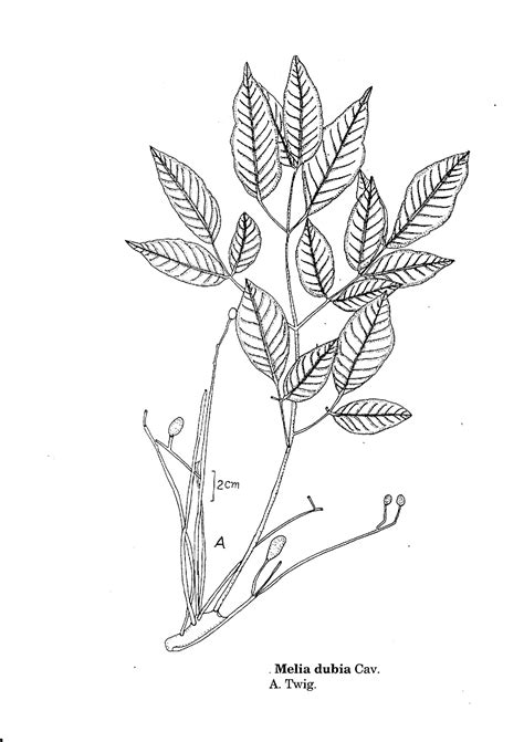 Herbarium JCB